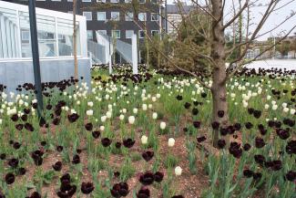 The black and white tulips also create a special Harlequin muster. Black and white tulips in a plant bed